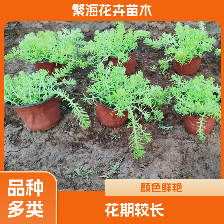 Golden leaf Sedum lineare has good adaptability, strong adaptability, vigorous growth and fast growth