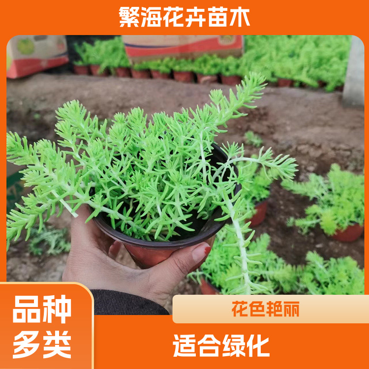 Golden leaf Sedum lineare has good adaptability, strong adaptability, vigorous growth and fast growth