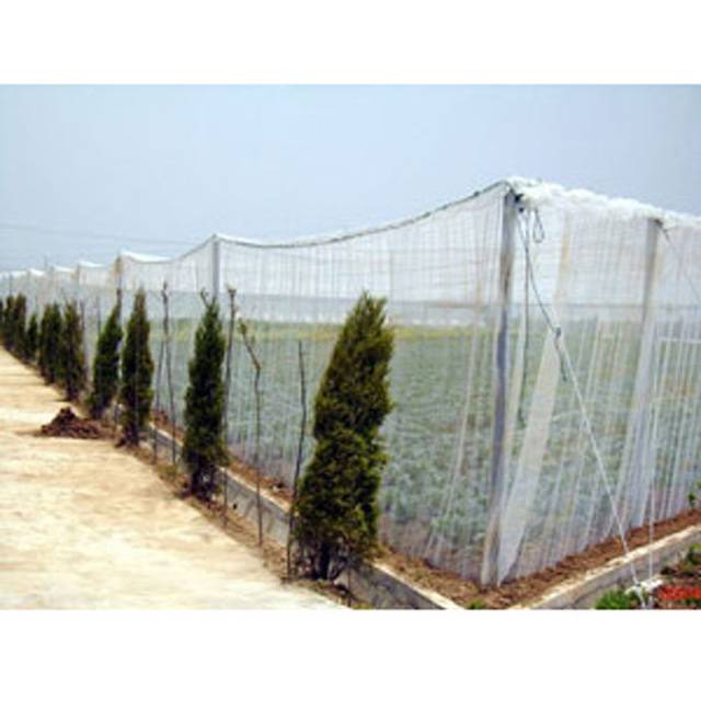 Bird net, hail proof, PE insect proof agricultural tools, greenhouse shading