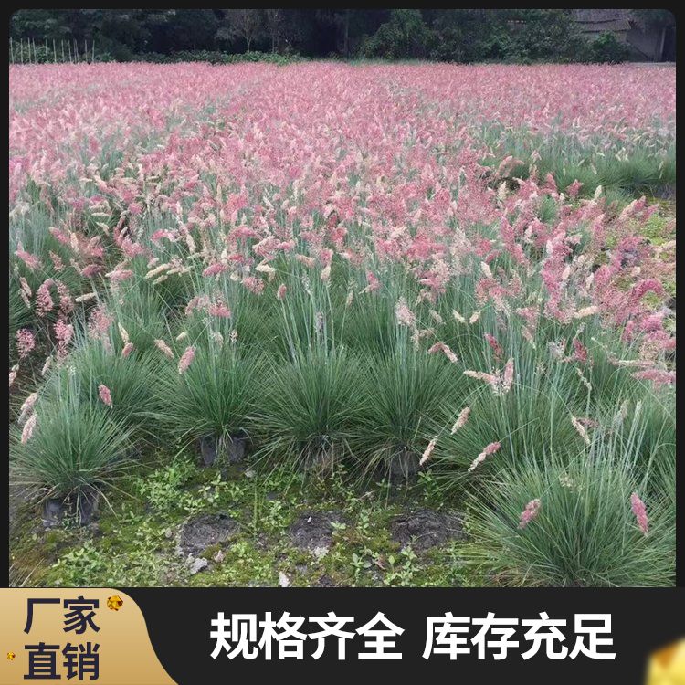 Mingyue Yabai Supply Base Snory Flower White Deutzia Snow Cherry Blossom Iris