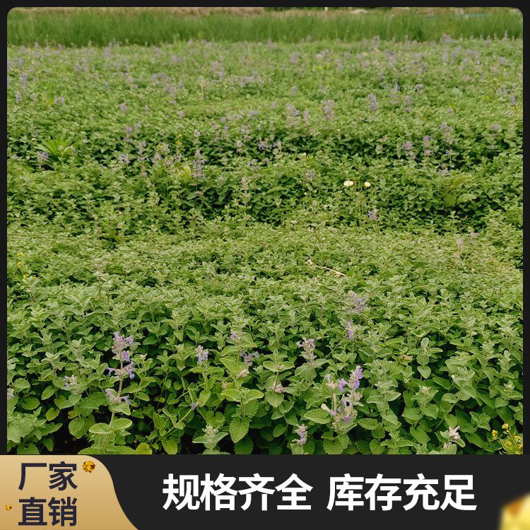 Wholesale of green cypress with bright colors, cultivation, simple fishing, morning glory, ornamental perennial roots, Deutzia, snow cherry blossom, iris