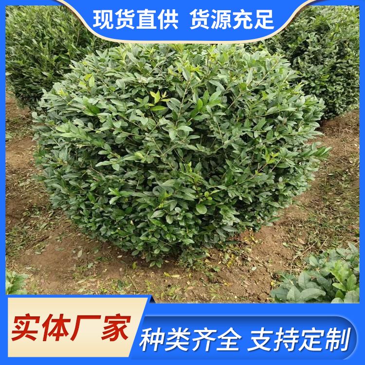 Wholesale of Red Leaf Photinia Bulb Seedling Factory Snory Flower White Traditional Chinese Medicine Flower Leaf Asparagus