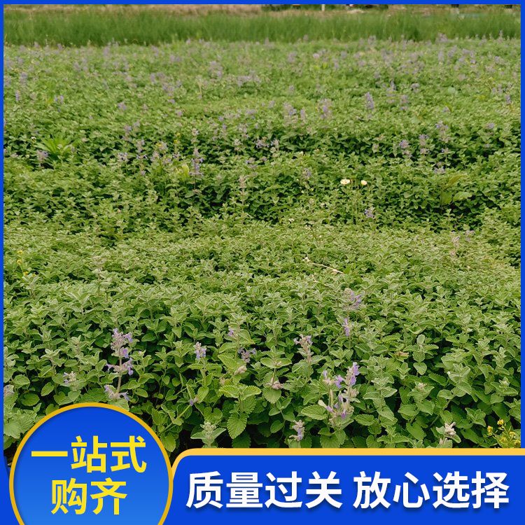 Wholesale of Red Leaf Photinia Bulb Seedling Factory Snory Flower White Traditional Chinese Medicine Flower Leaf Asparagus