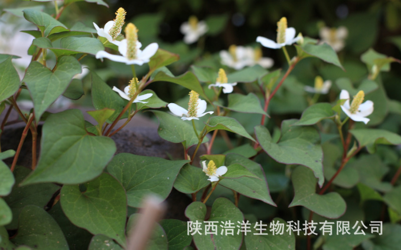 鱼腥草提取物