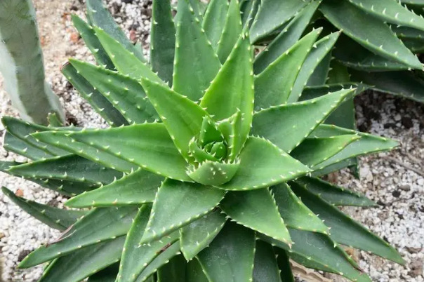 芦荟