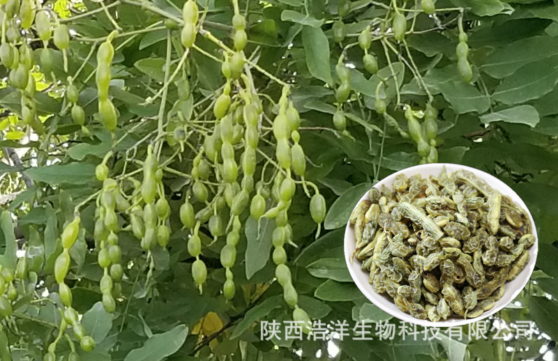 槐角提取物