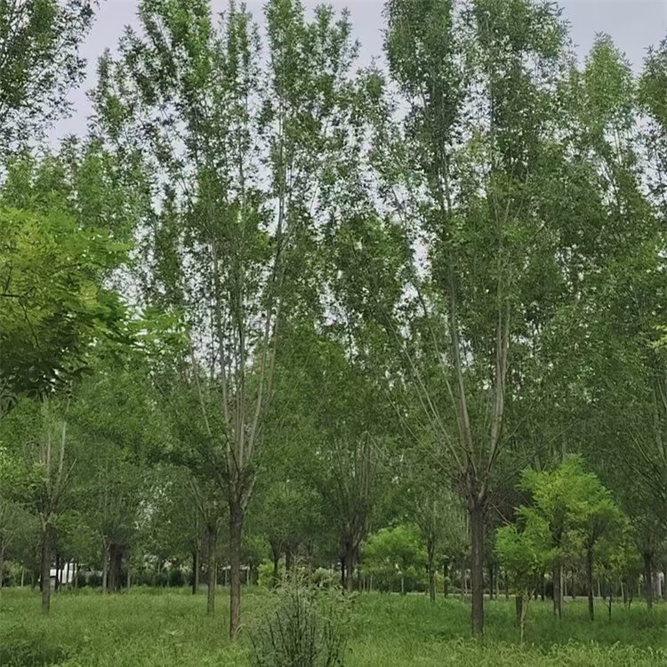 24公分白蜡移栽注意事项