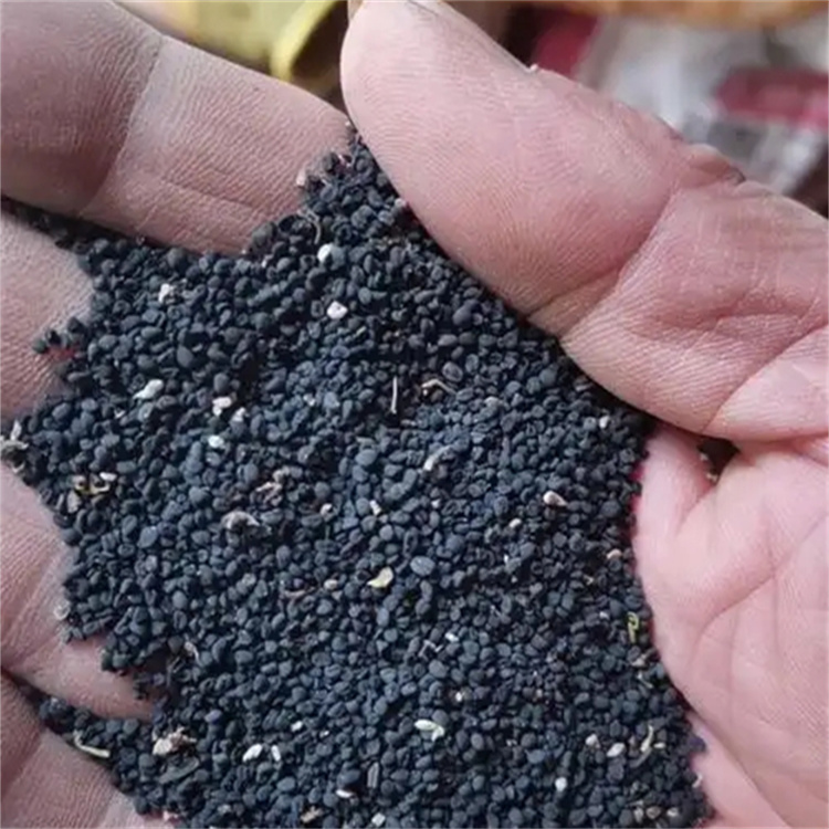 黄岑种子的形态特征怎样