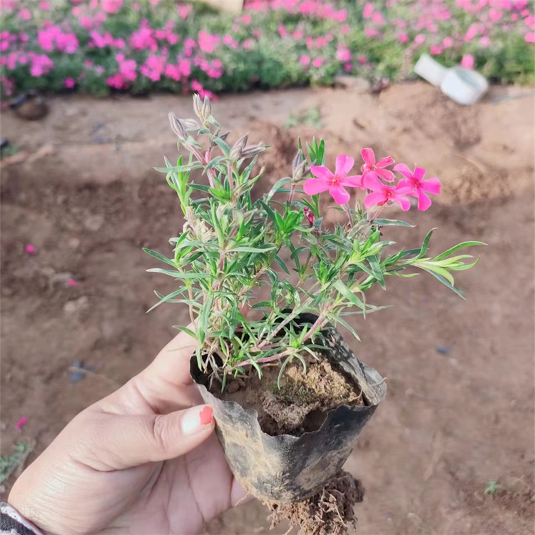 Garden planting for garden greening in Fanhai Flower Seedling Community of Phlox drummondii