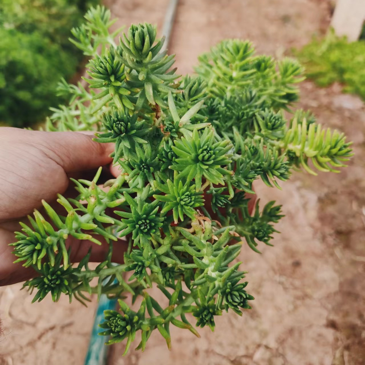 The garden cultivation and ornamental value of Sedum lineare golden leaf lawn decorative flowers is high