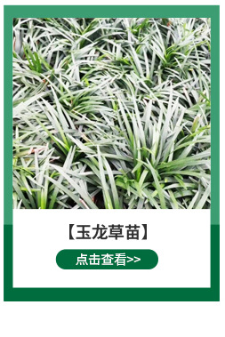 Home Horticulture High Dan Grass Grass Seed Greening Project Easy to Care for Seedlings Animal Feed Grass Seeds