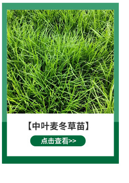 Home Horticulture High Dan Grass Grass Seed Greening Project Easy to Care for Seedlings Animal Feed Grass Seeds