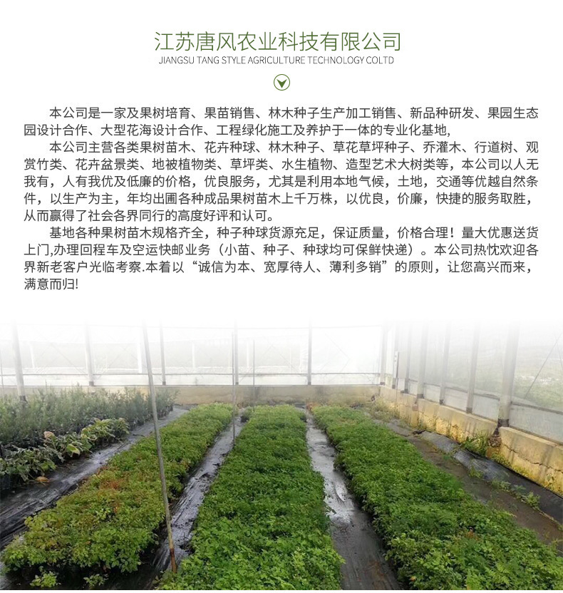 Wholesale ornamental aquatic flowers, lotus seeds, lotus seedlings, potted root seedlings, lotus seedlings, water greening and landscaping