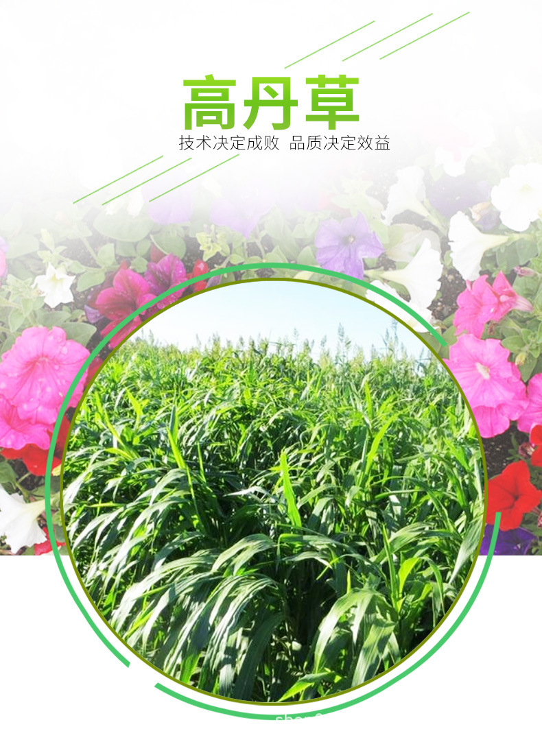 Home Horticulture High Dan Grass Grass Seed Greening Project Easy to Care for Seedlings Animal Feed Grass Seeds
