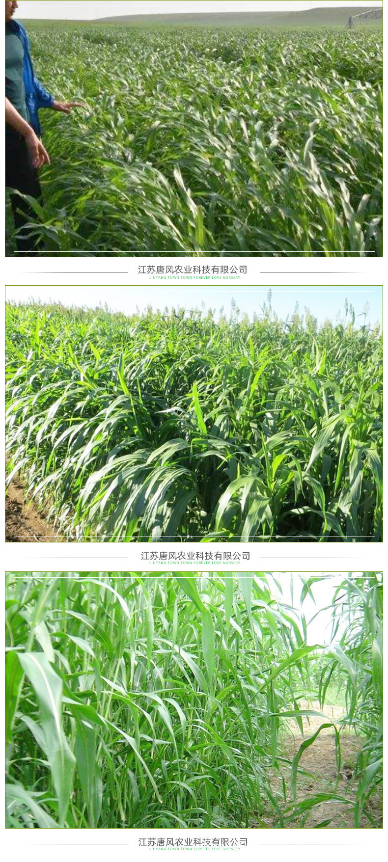 Home Horticulture High Dan Grass Grass Seed Greening Project Easy to Care for Seedlings Animal Feed Grass Seeds