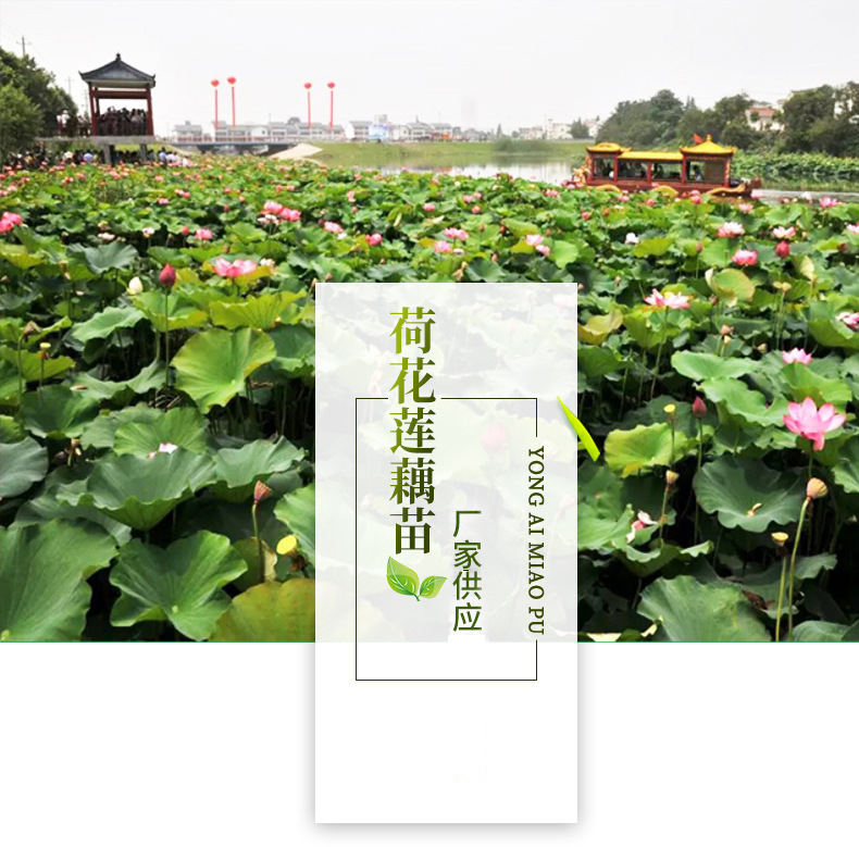 Wholesale ornamental aquatic flowers, lotus seeds, lotus seedlings, potted root seedlings, lotus seedlings, water greening and landscaping