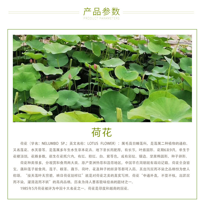 Wholesale ornamental aquatic flowers, lotus seeds, lotus seedlings, potted root seedlings, lotus seedlings, water greening and landscaping