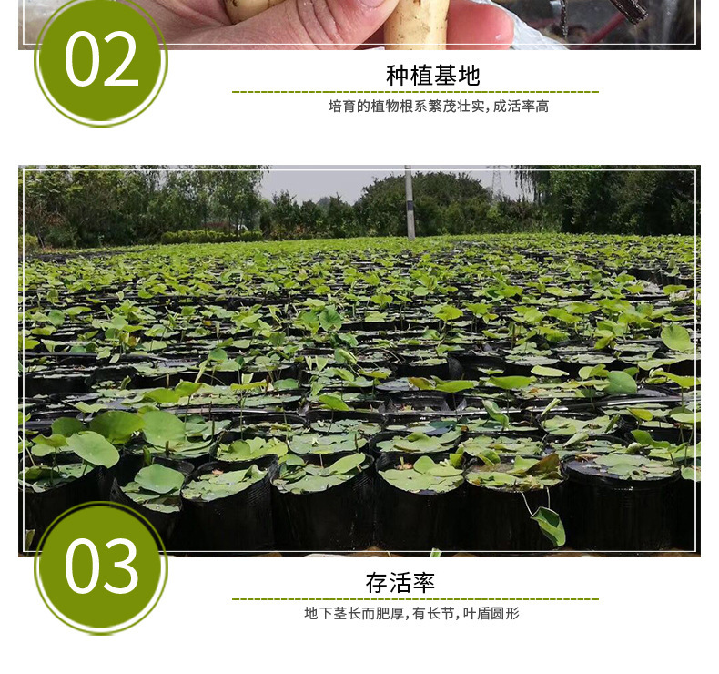 Wholesale ornamental aquatic flowers, lotus seeds, lotus seedlings, potted root seedlings, lotus seedlings, water greening and landscaping