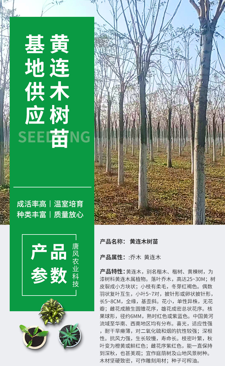 Wholesale of small seedlings of Pistacia chinensis in the base, saplings of Pistacia chinensis, slope protection and afforestation seedlings in barren mountains and wetlands