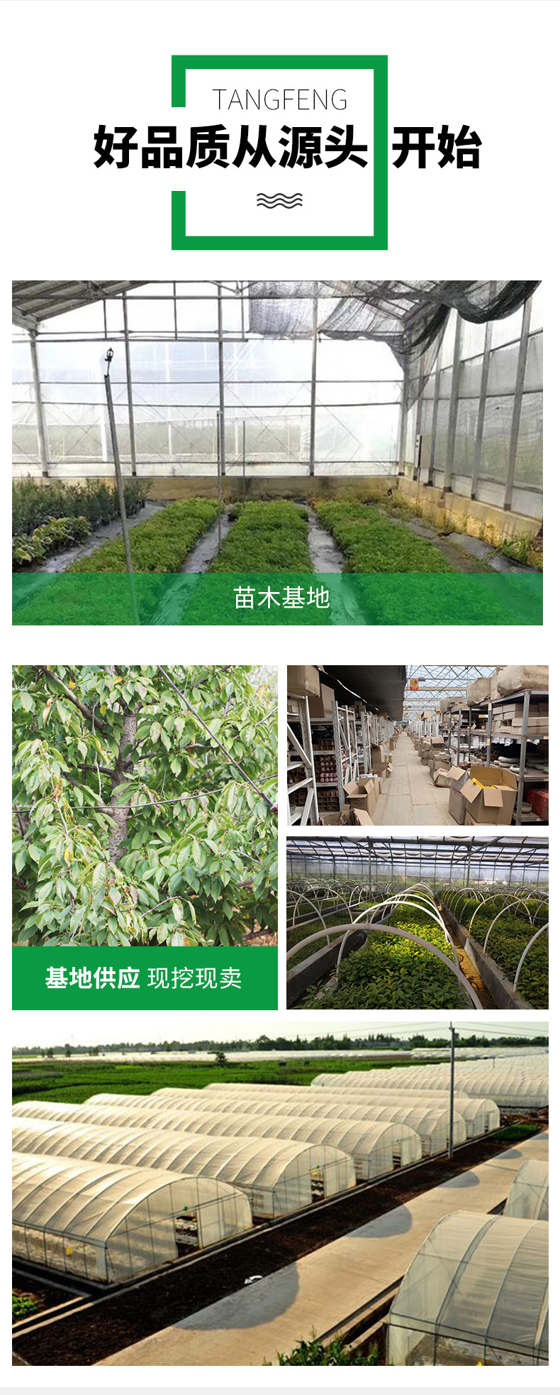 Wholesale of small seedlings of Pistacia chinensis in the base, saplings of Pistacia chinensis, slope protection and afforestation seedlings in barren mountains and wetlands