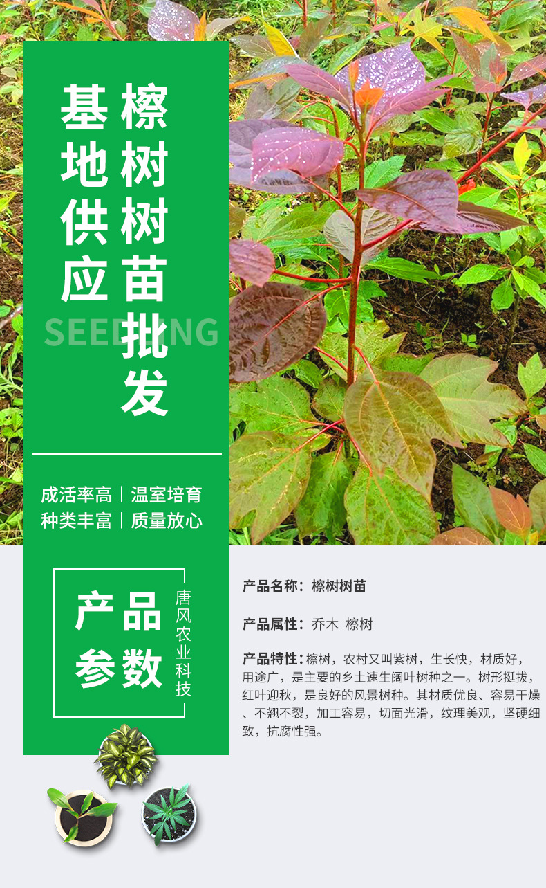 Wholesale of Sassafras saplings, Sassafras saplings, purple saplings, barren mountains, wetlands, slope protection, afforestation seedlings in the base