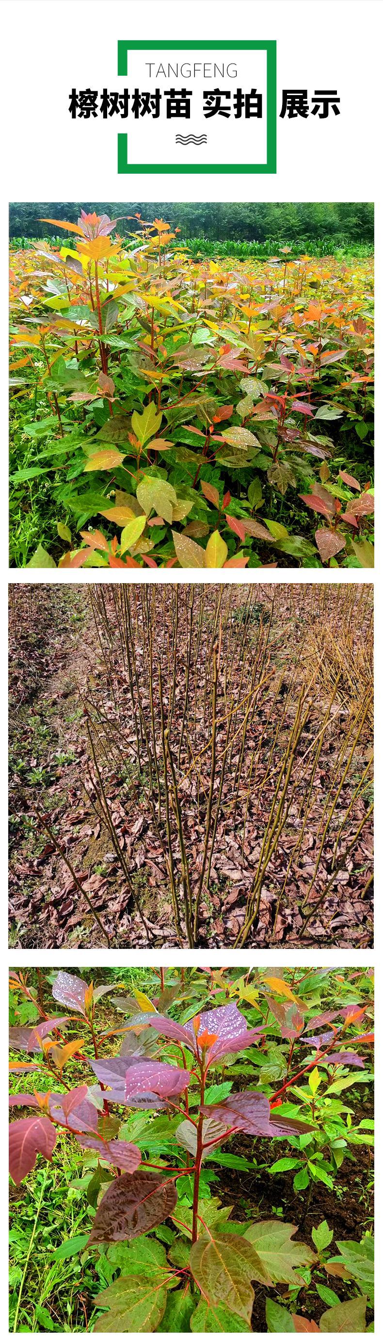 Wholesale of Sassafras saplings, Sassafras saplings, purple saplings, barren mountains, wetlands, slope protection, afforestation seedlings in the base