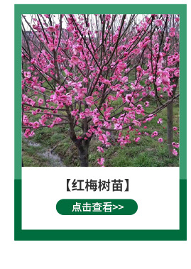 Wholesale grafting of apricot trees in the southern and northern regions of the base, easy to grow seedlings, Kate apricot tree seedlings