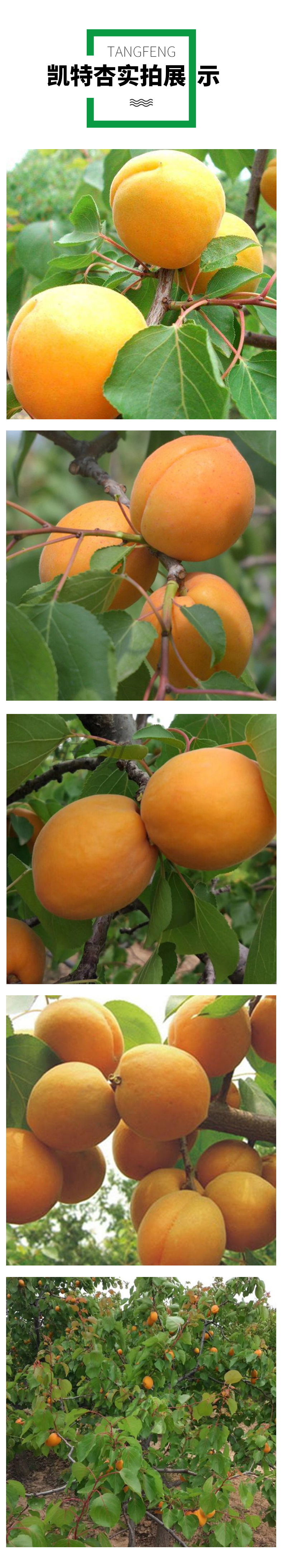 Wholesale grafting of apricot trees in the southern and northern regions of the base, easy to grow seedlings, Kate apricot tree seedlings