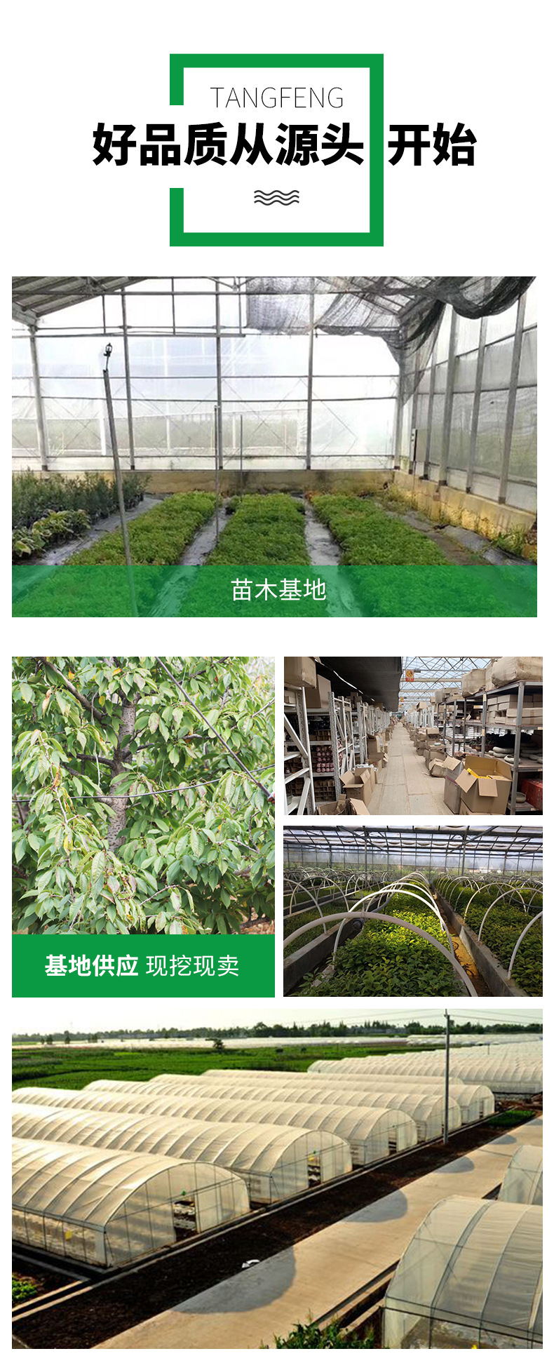 Wholesale grafting of apricot trees in the southern and northern regions of the base, easy to grow seedlings, Kate apricot tree seedlings