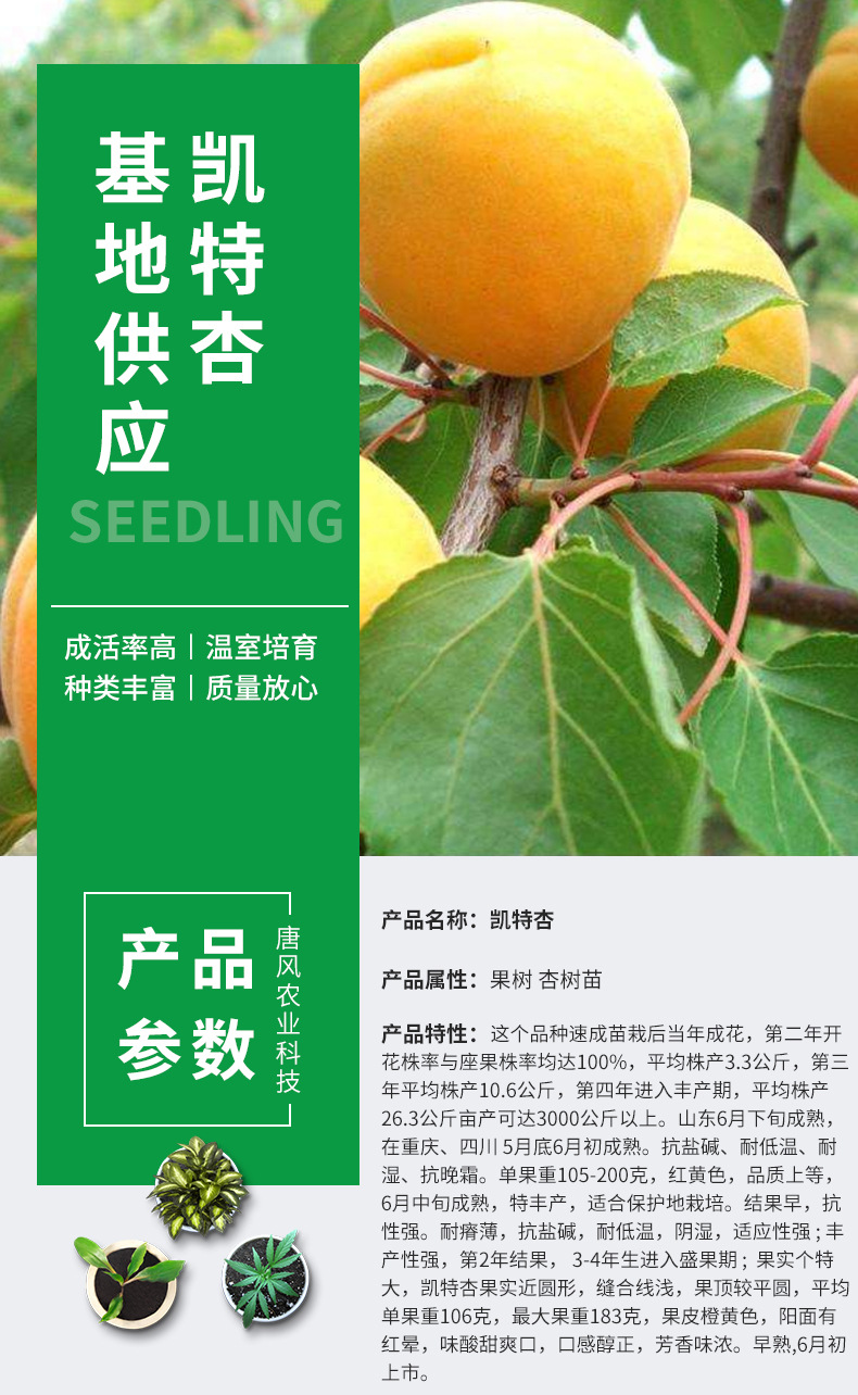 Wholesale grafting of apricot trees in the southern and northern regions of the base, easy to grow seedlings, Kate apricot tree seedlings